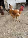 Vendo galos de campo