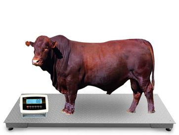 Waga Inwentarzowa do ważenia Bydła Żywca Krów Byka 1,2x2,5m 5T 5000kg