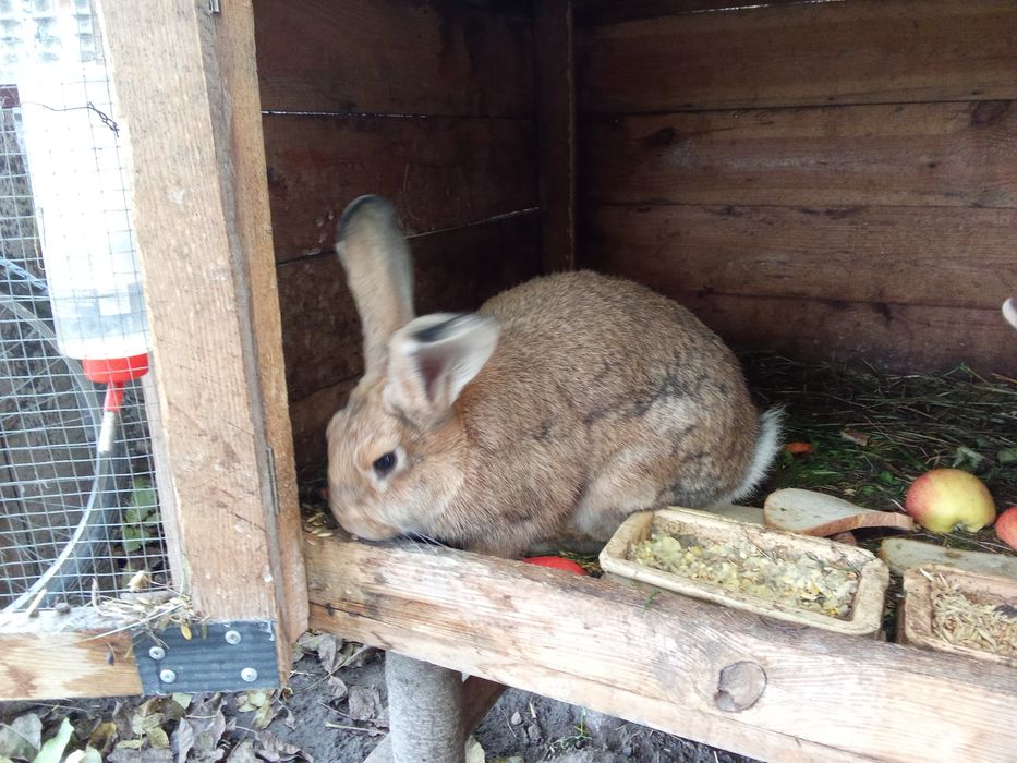 Króliki różne sprzedam