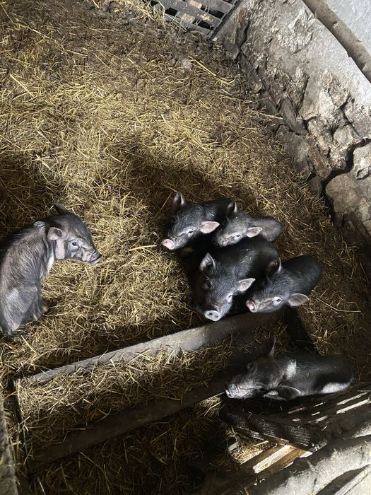 В'єтнамська вислобрюха свиня