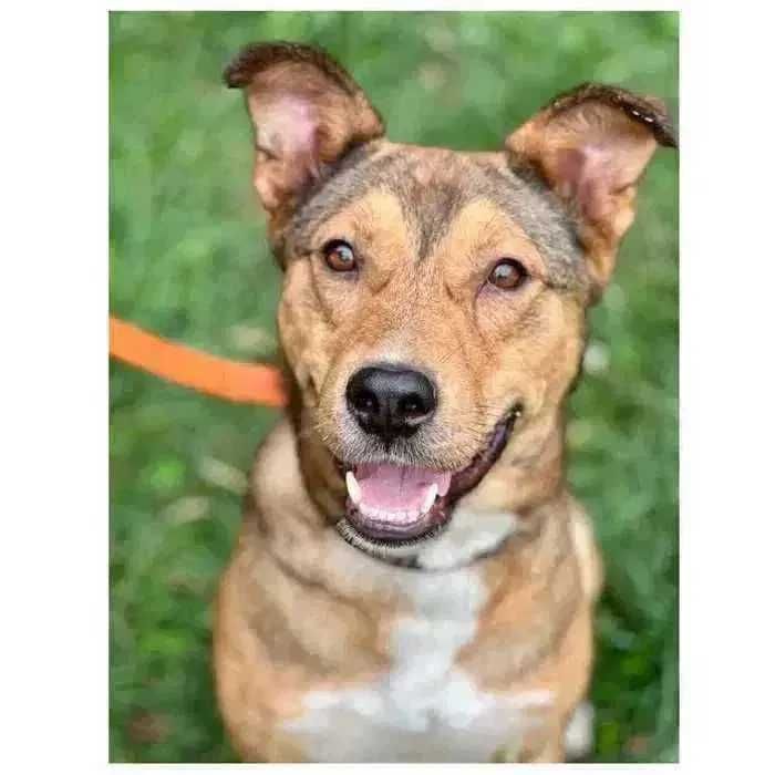 Ищет дом! Красивый пес, контактный, активный