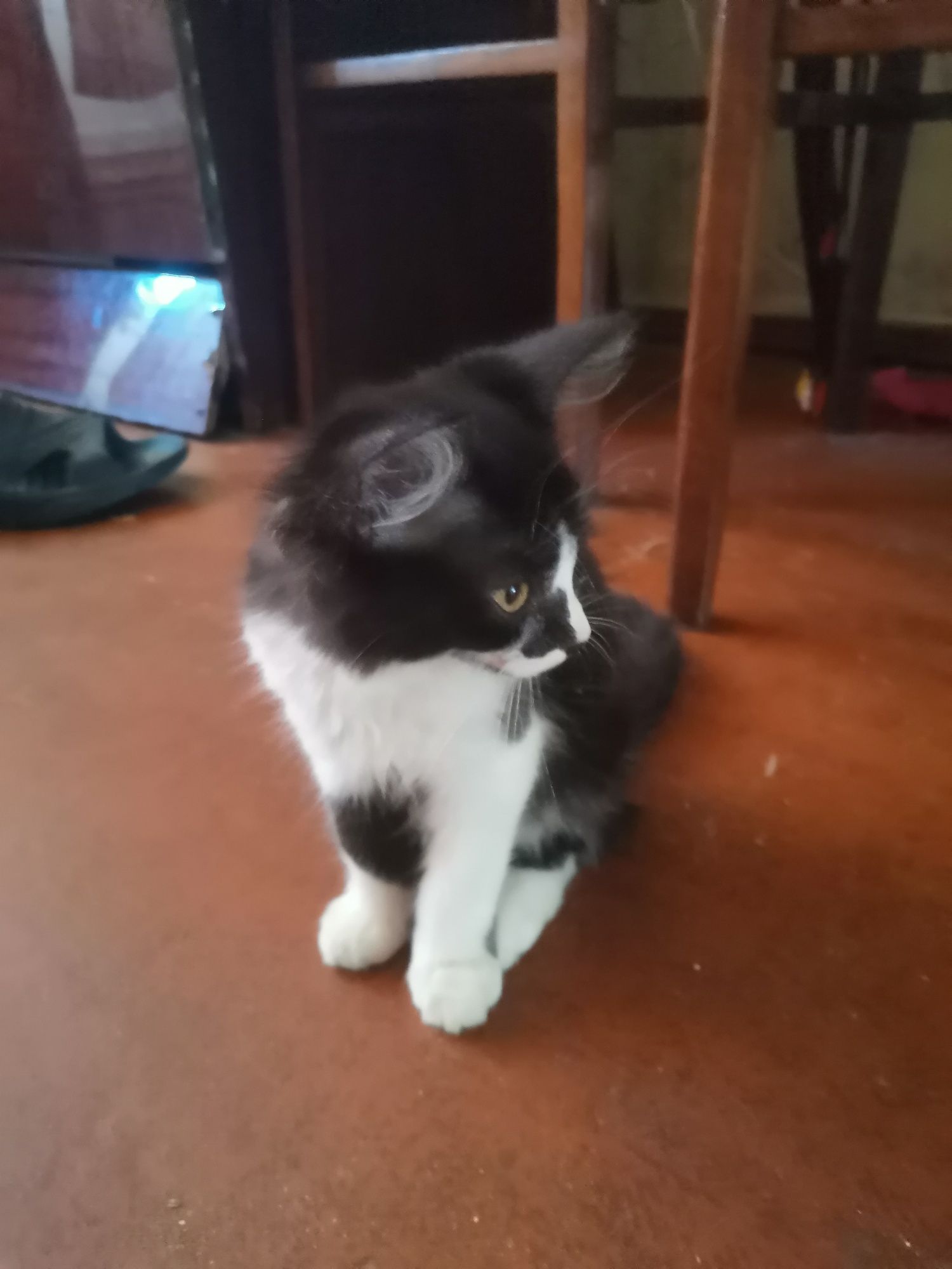 Котик в Добрі руки.