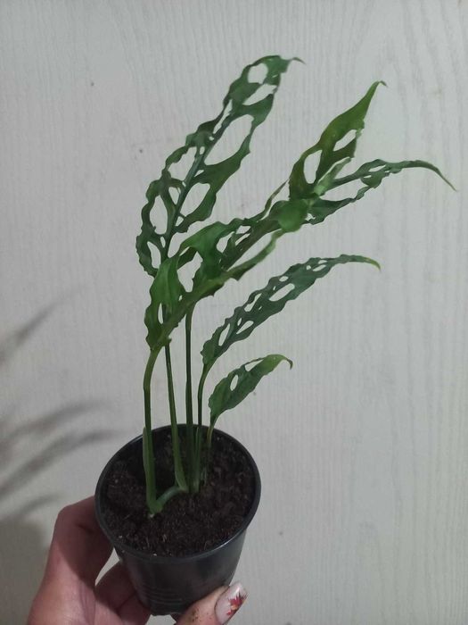 Монстери Обліква Перу, Адансона, Манкі, Мініма кімнатні квіти