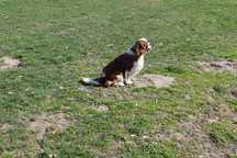 cavalier king charles spaniel REPRODUKTOR