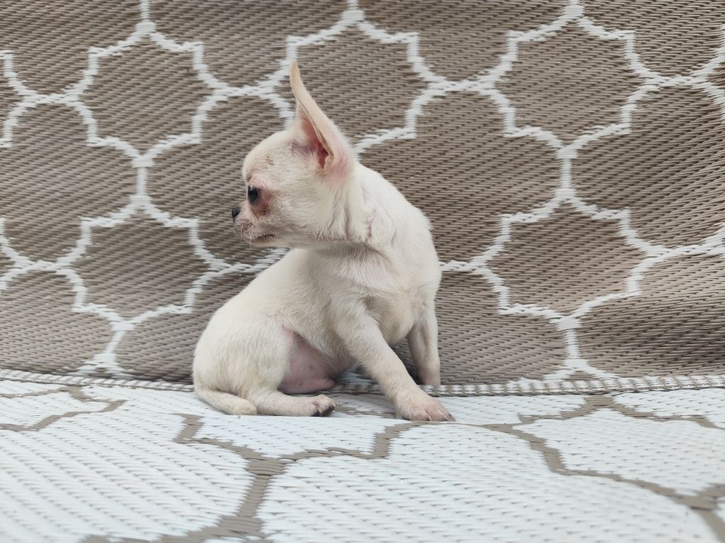 Chihuahua piesek kremowy ZKwP FCI