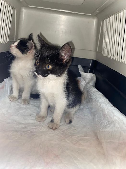 Gatinhas 3 meses femeas muito meigas