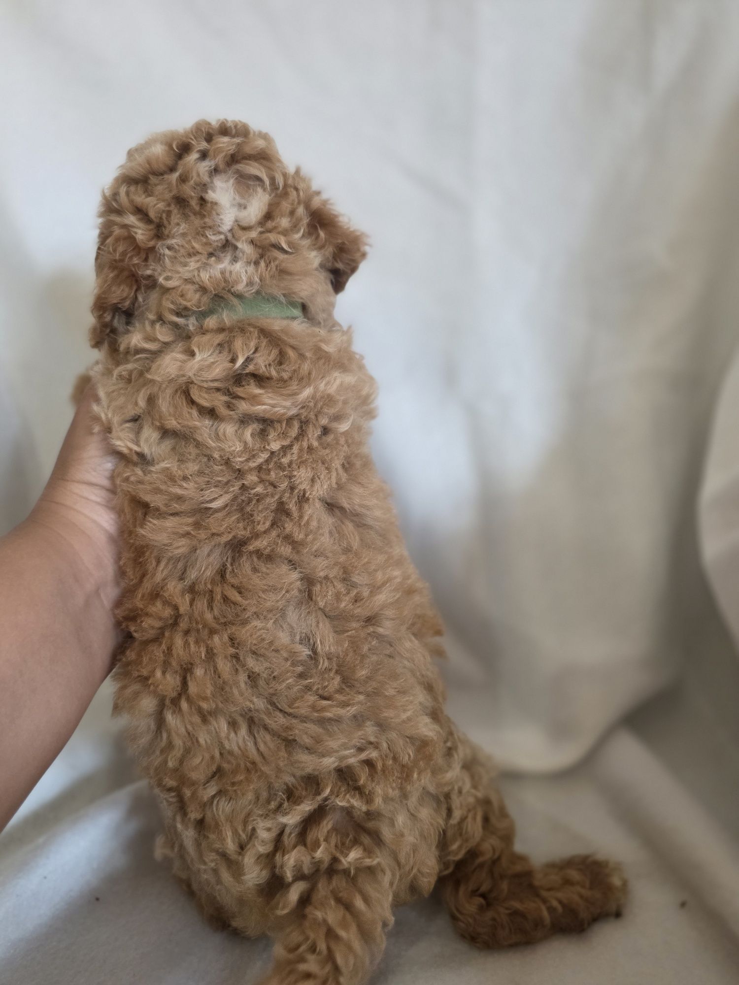 Maltipoo karmelowy chłopczyk  do rezerwacji!!