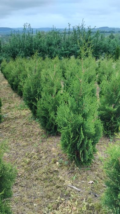 Thuje, Tuje, Tuja Kolumna, Thuja Columna,wysokości od 130cm, kopana