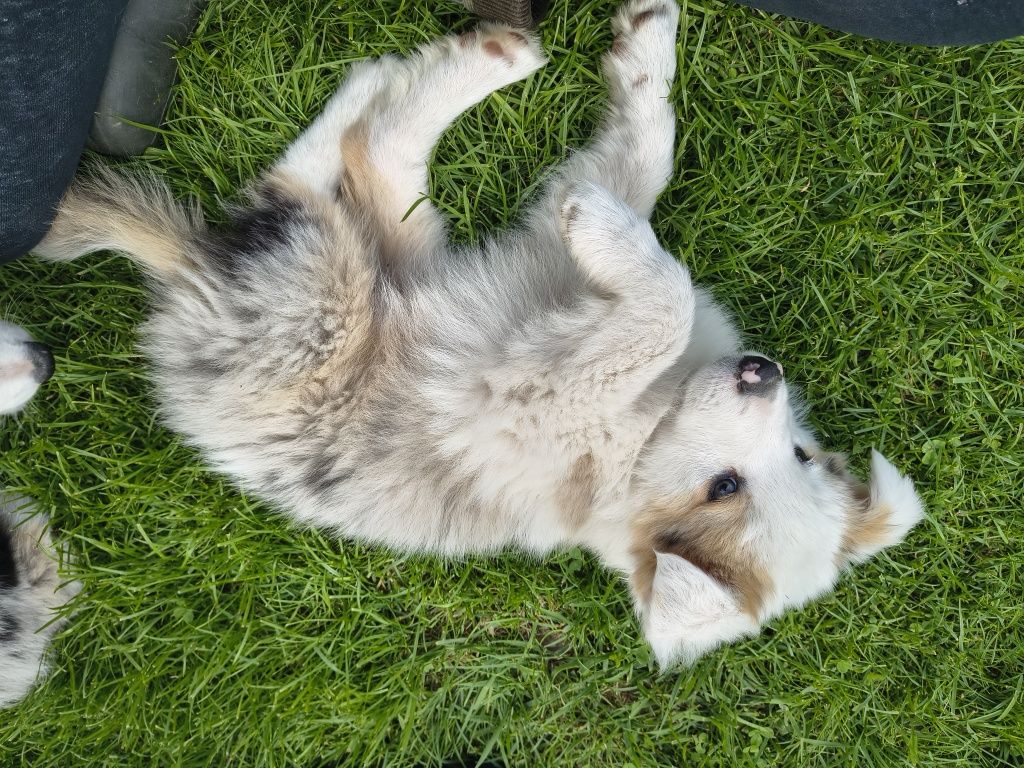 Suczka border collie tri merle 1