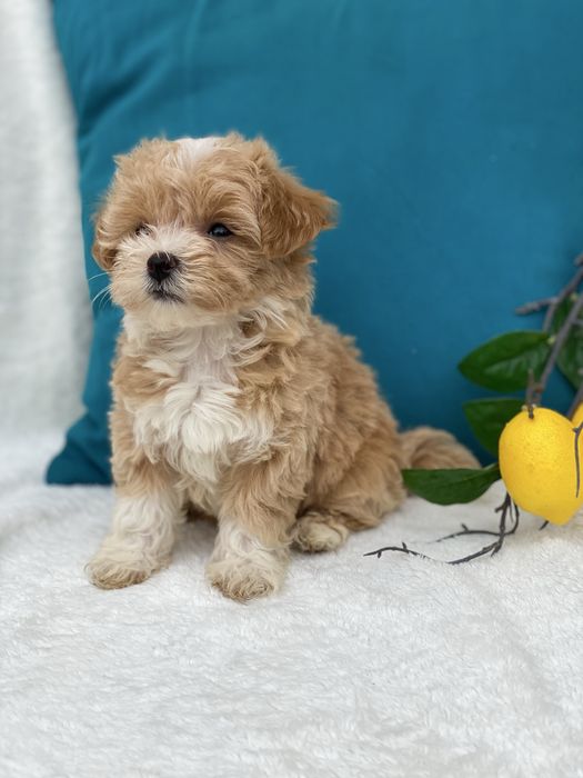 Маленькі міні мальтипу бебі фейс