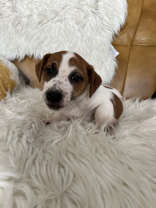 Jack Russell Terrier szczeniak - pies