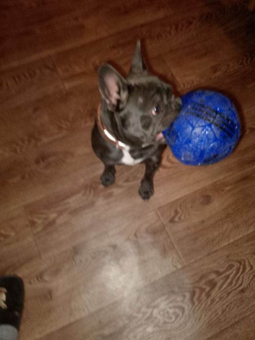 Французький бульдог