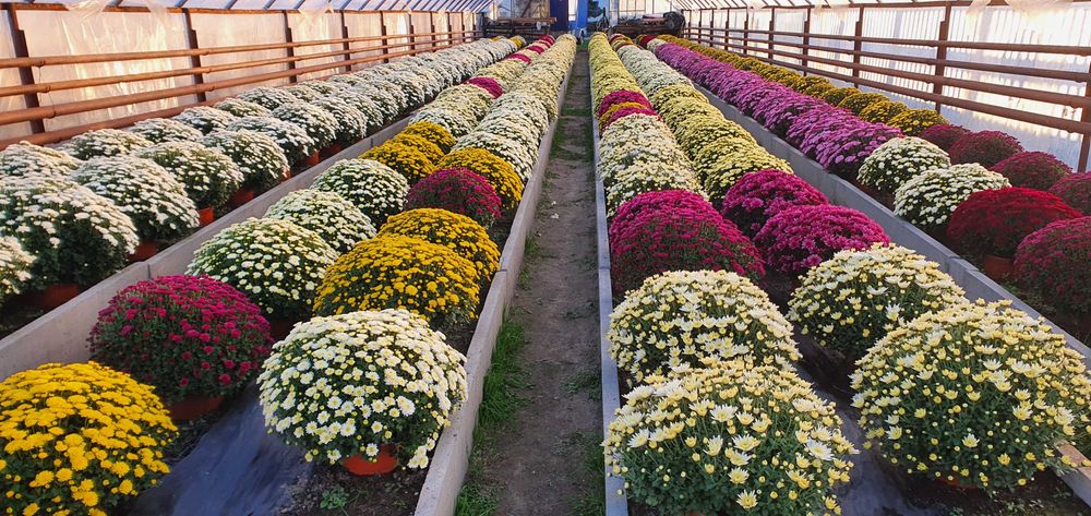 Chryzantemy cięte Cremist i doniczkowe drobnokwiatowe!!!