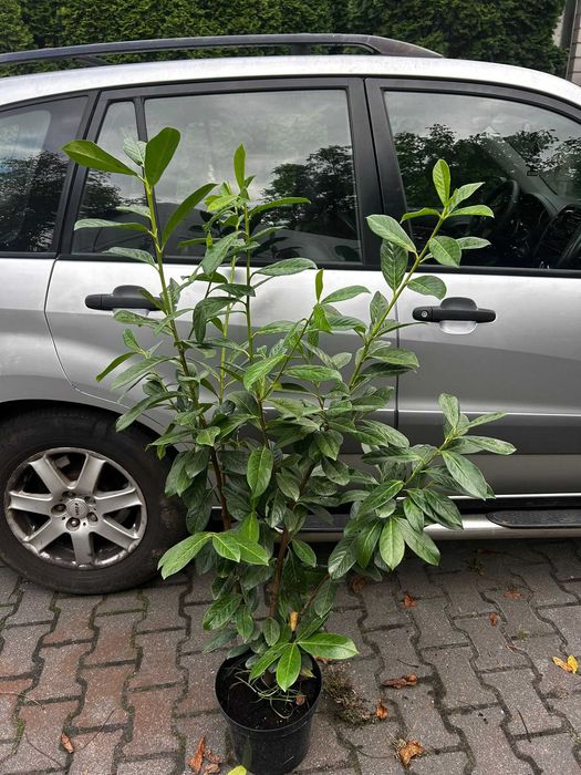Laurowiśnia novita  duże sadzonki 100-120cm