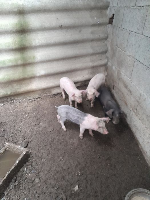 Vendo Leitoes pietra com bisaro