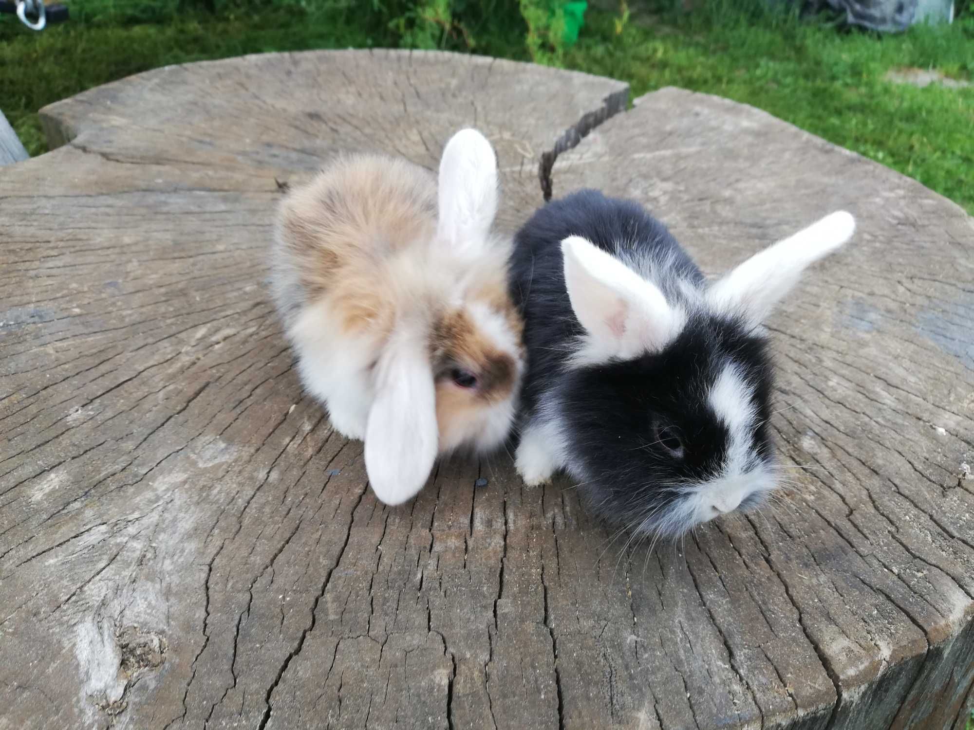 Królik króliki baranki miniaturki mini lop