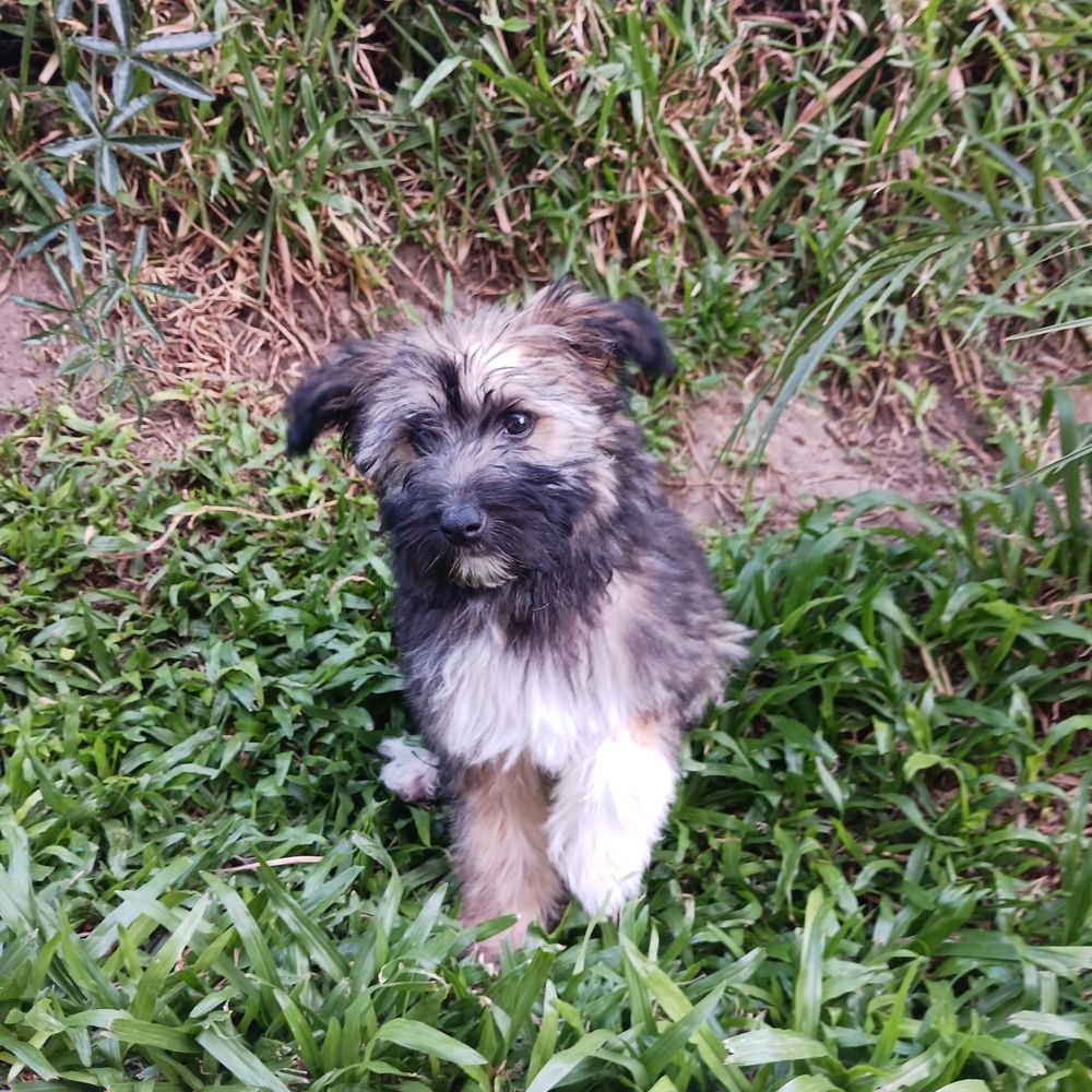 Emmy - 3 meses, porte pequeno (6kg)