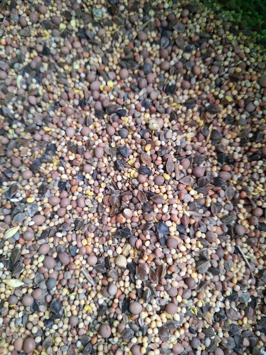 Rzodkiew oleista, Gorczyca, Łubin, Mieszanka poplonowa