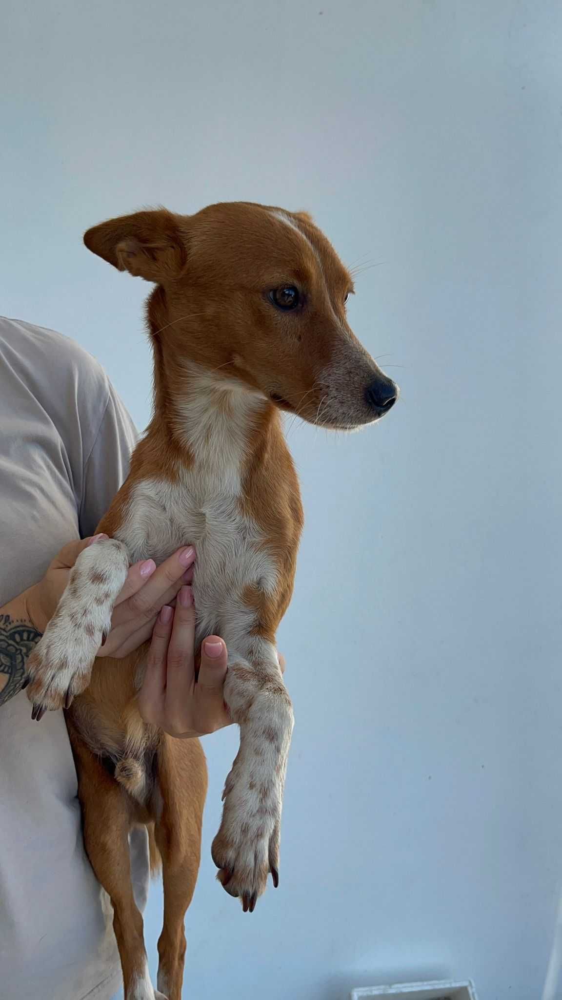 Cão para adoção RESPONSÁVEL