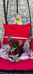 Pieski Chihuahua