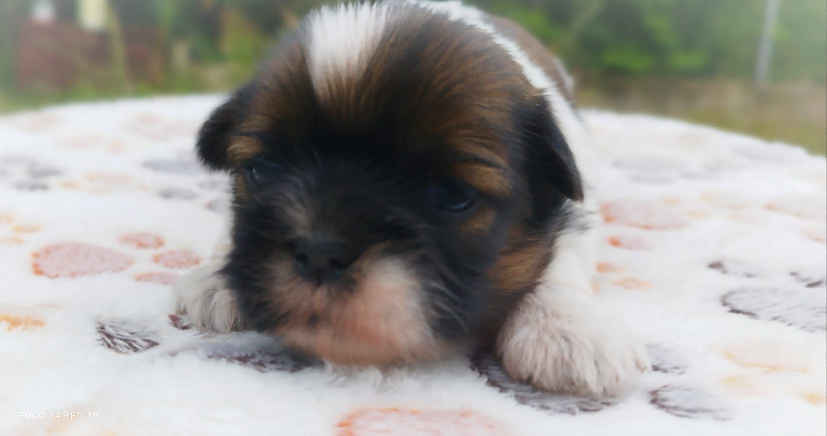 Śliczny szczeniaczek suczka Shih Tzu szuka kochającego domu!