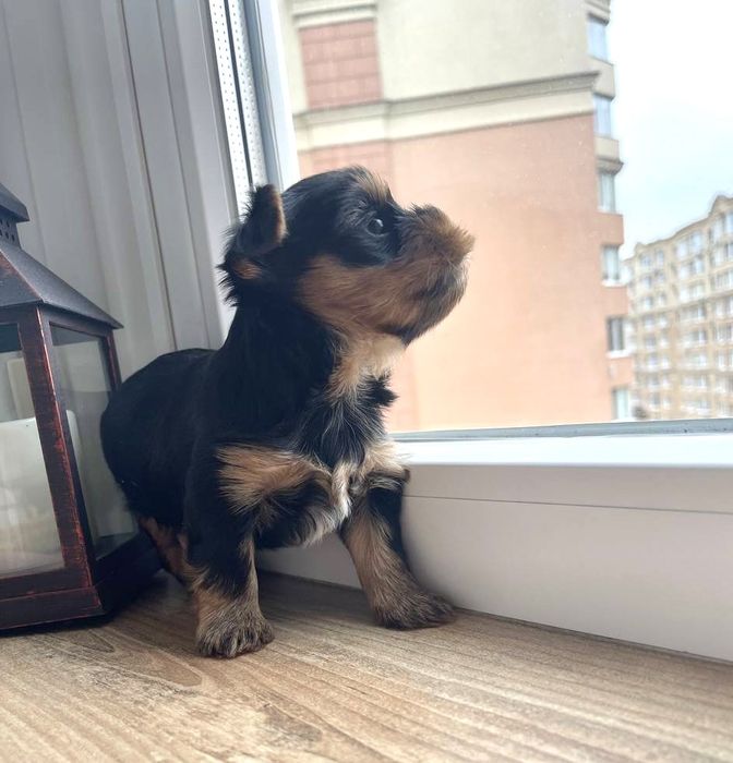 Бронювання останьгого хлопчика йоркширського тойтерєра