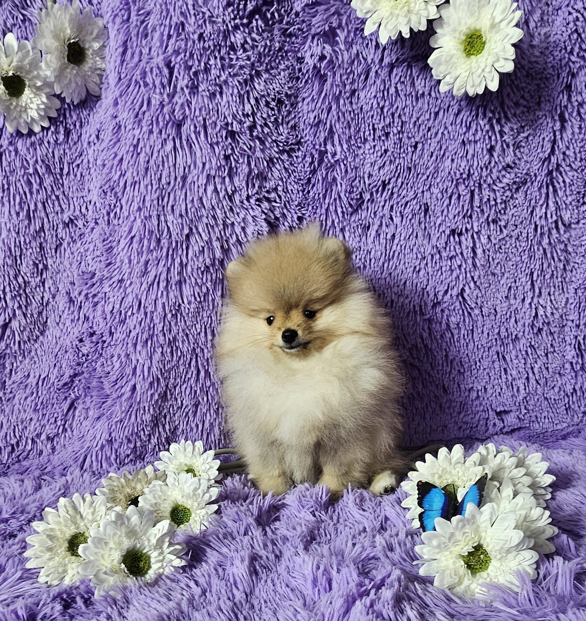 Gotowa do odbioru!Mini Dziewczynka szpic miniaturowy pomeranian