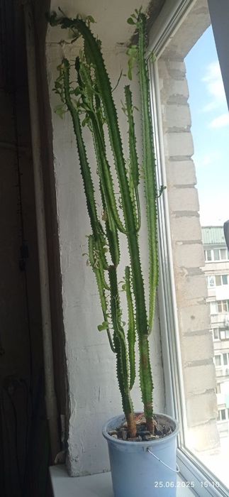 Кактус молочай / кактус