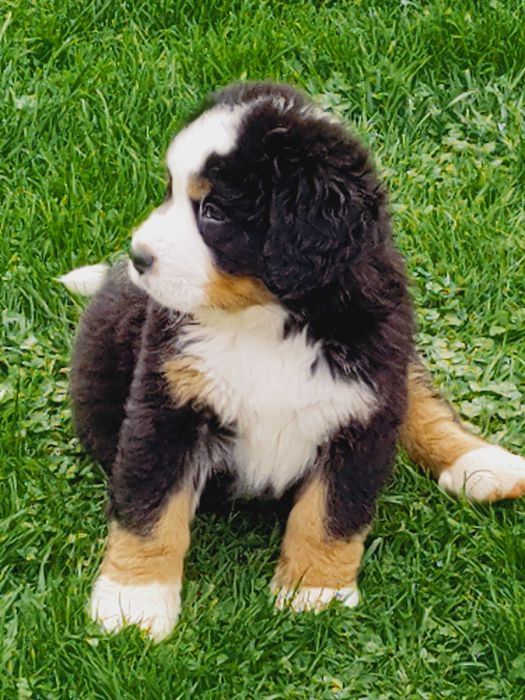 Sprzedam Psa berneńczyka