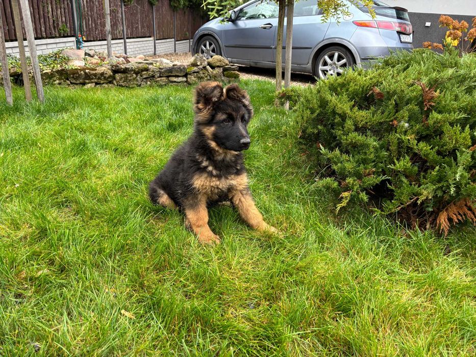 Owczarki Niemieckie Długowłose suczki