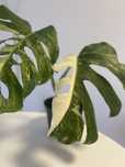 Planta   Monstera variagata  albo