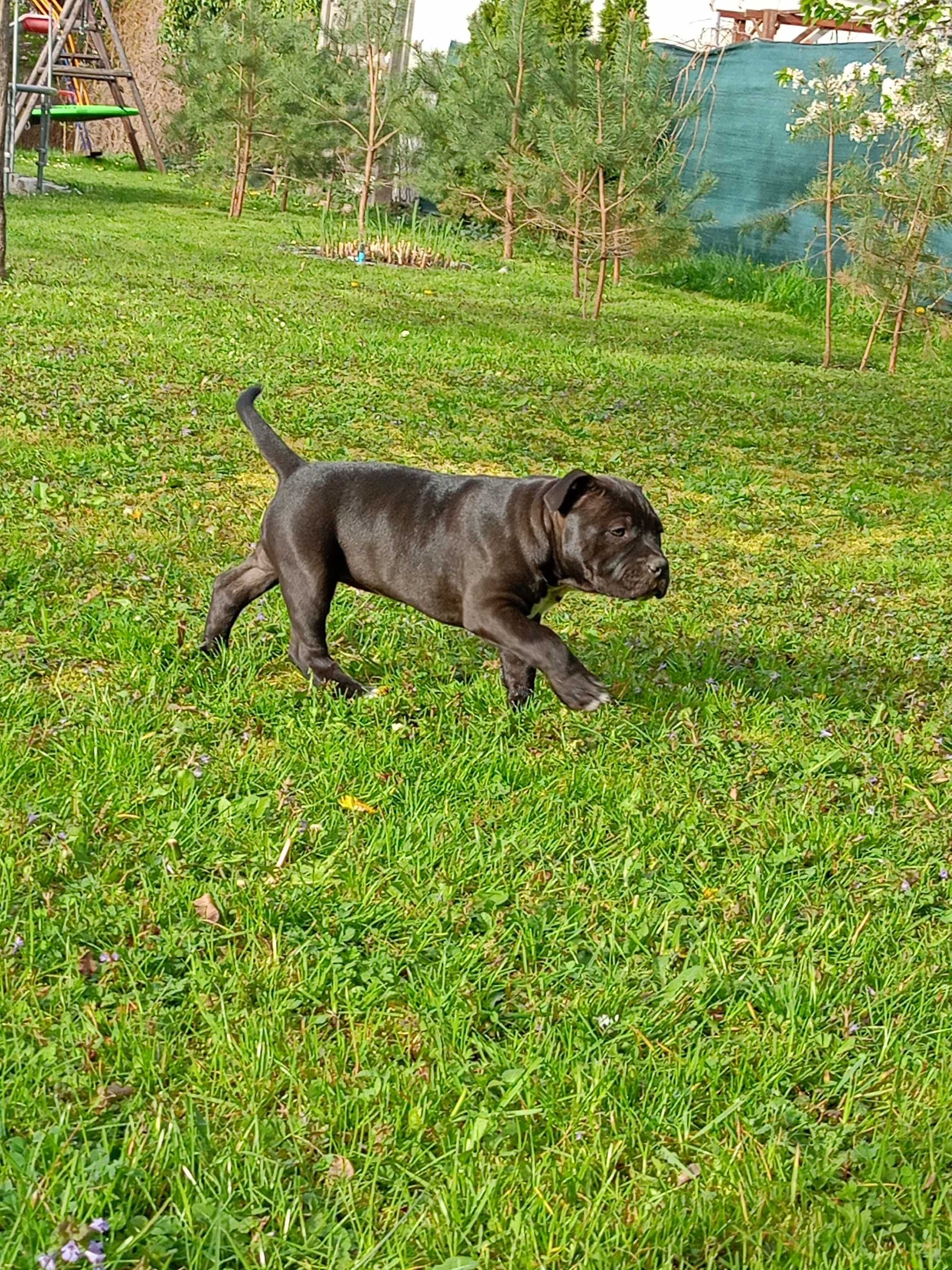 American Staffordshire Terrier Amstaff