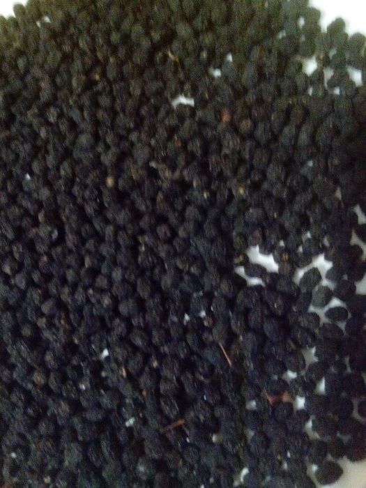 Чорноплодка Горобина чорна аронія черноплодная рябина