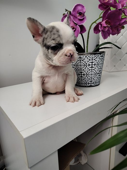 Buldog francuski