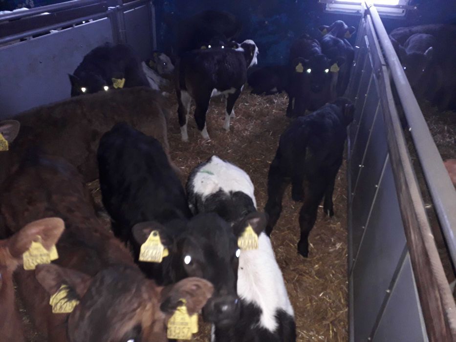 Cielęta, cielaki, byczki oraz jałówki mięsne, MM,MS,HF transport