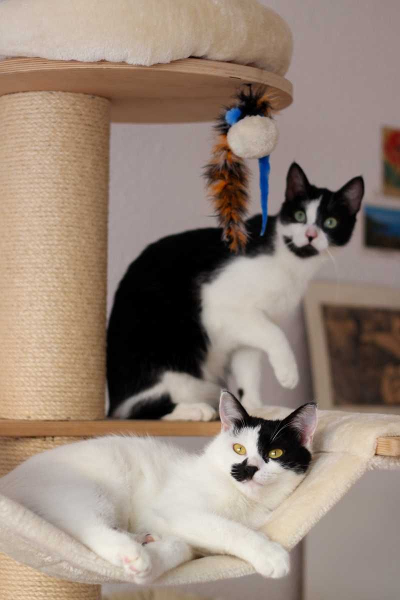Natalka i Martynka - kotki, kicie, koty do adopcji
