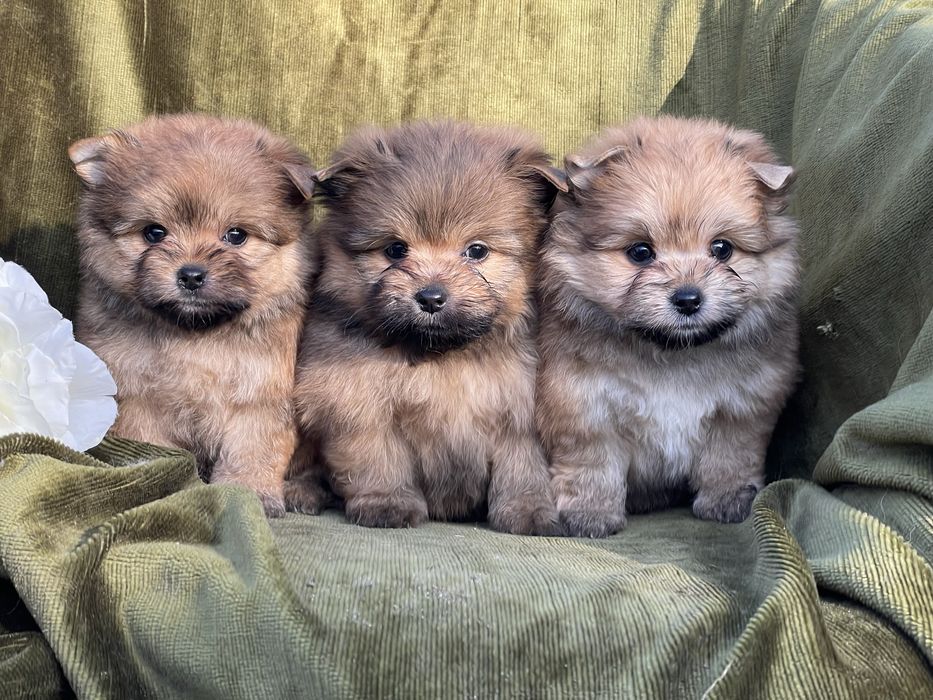 Дівчатка метис шпійорк