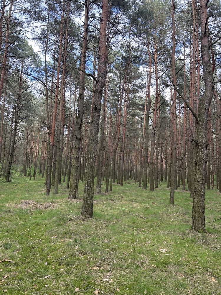 Działka leśna woj. łódzkie