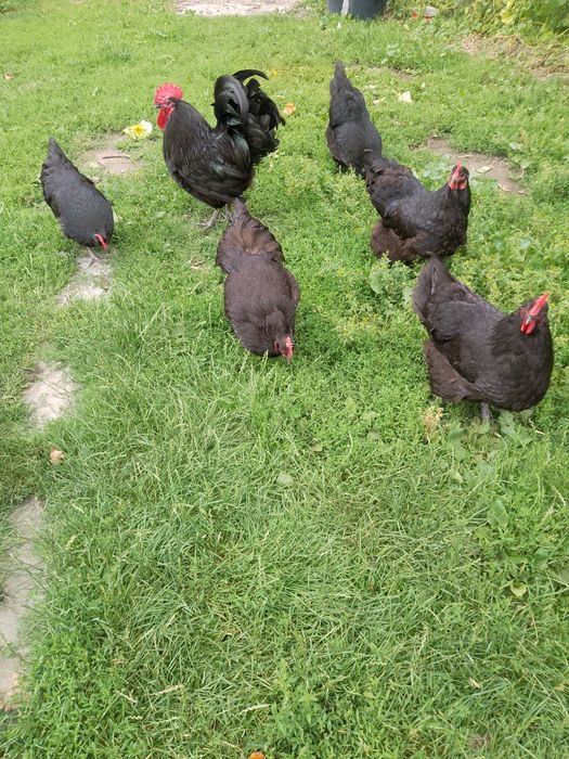 Koguty australorp