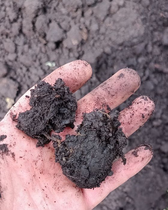 Żyzny, czysty torf ph 6.5-7 najlepszy