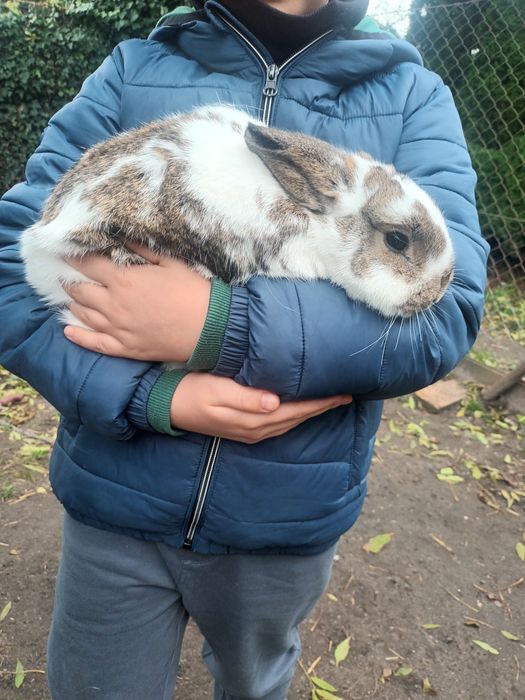 Królik karzełek samiec