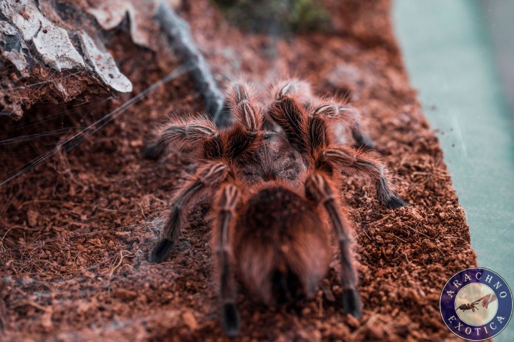 Пауки птицееды скорпионы террариумы корм от клуба "ArachnoExotica"