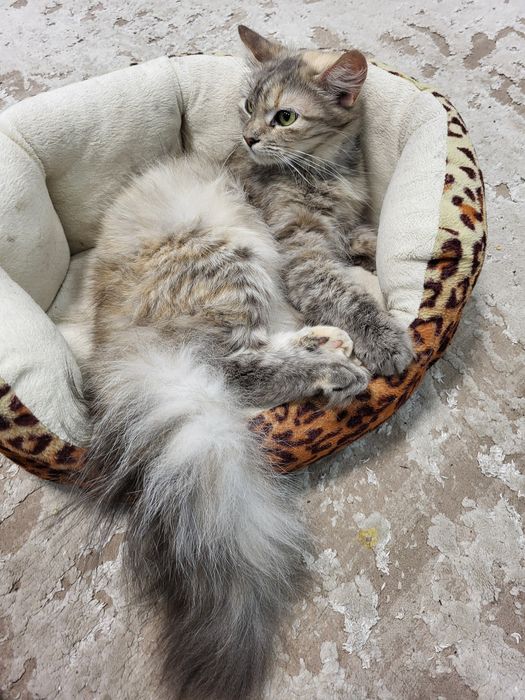 Киці, кицьки віддам у добрі руки