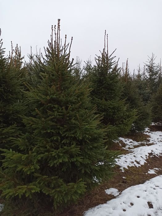 Choinki, srebrne i pospolite, plantacja