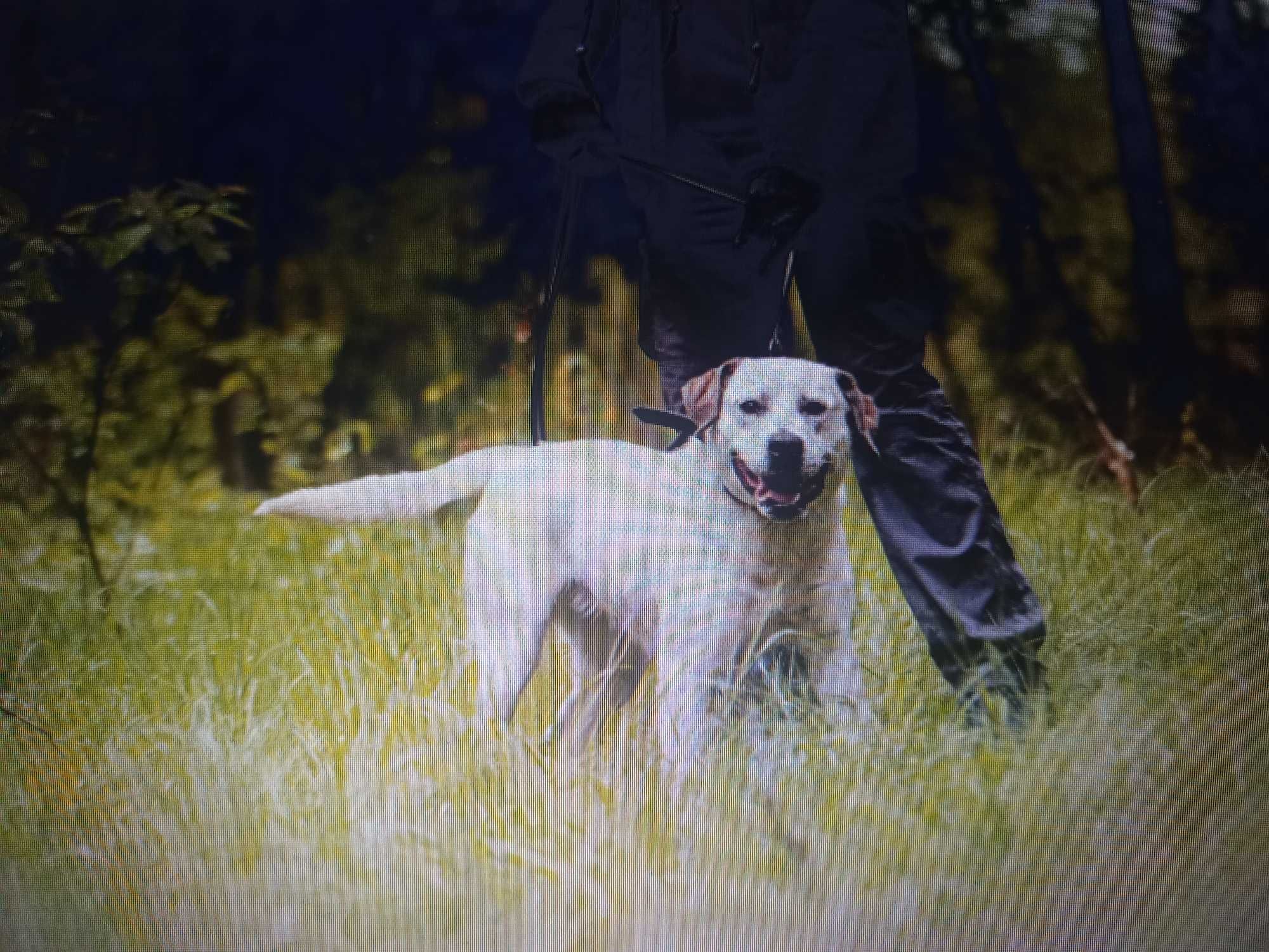 Do adopcji piękna Baffi