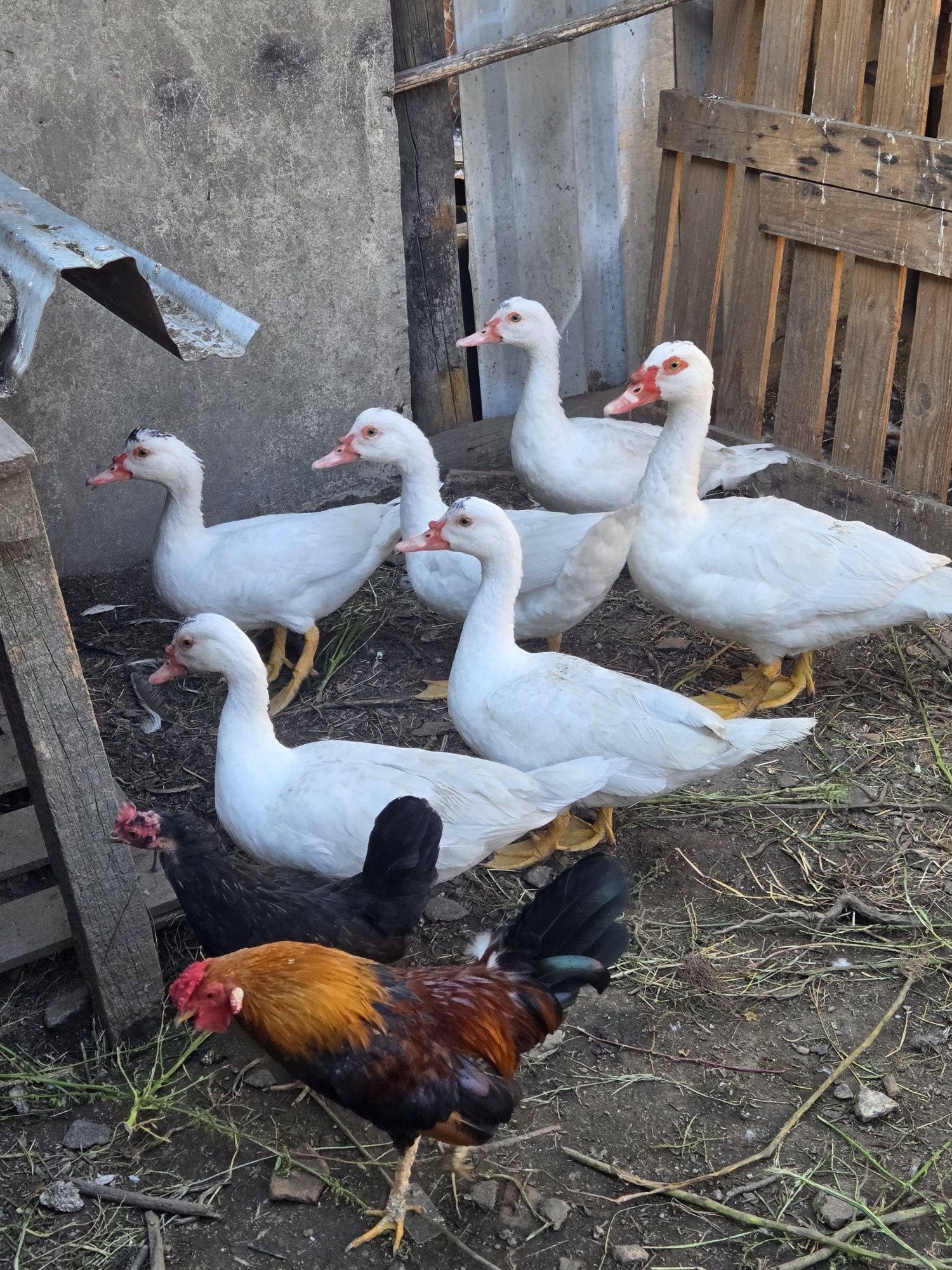 Patos Mudos Brancos – Boa Genética, Criados ao Ar Livre
