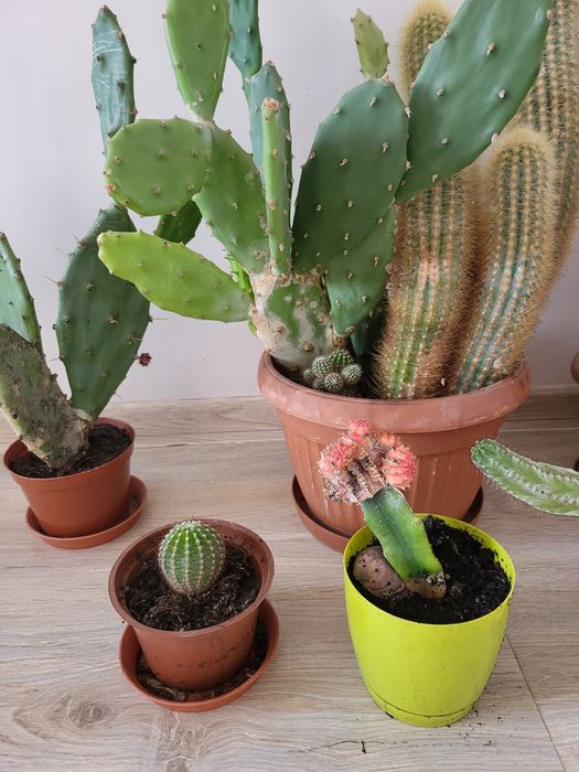 Kaktusy-cała kolekcja domowa
