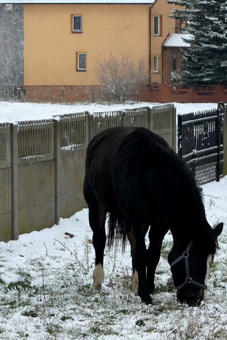 Sprzedam  klacz slaska