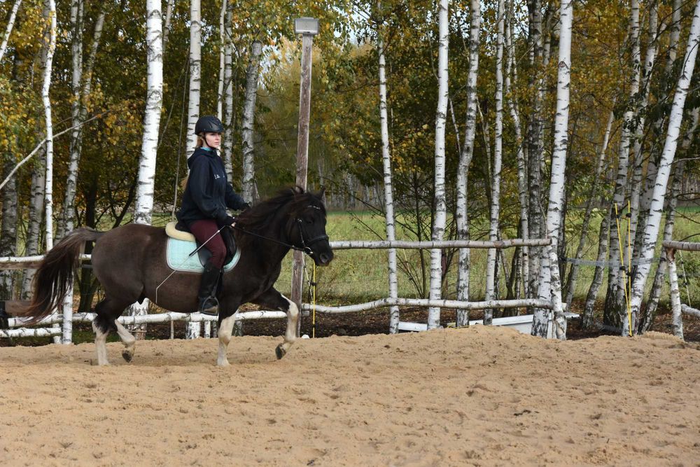 Ogier huculski 4 lata