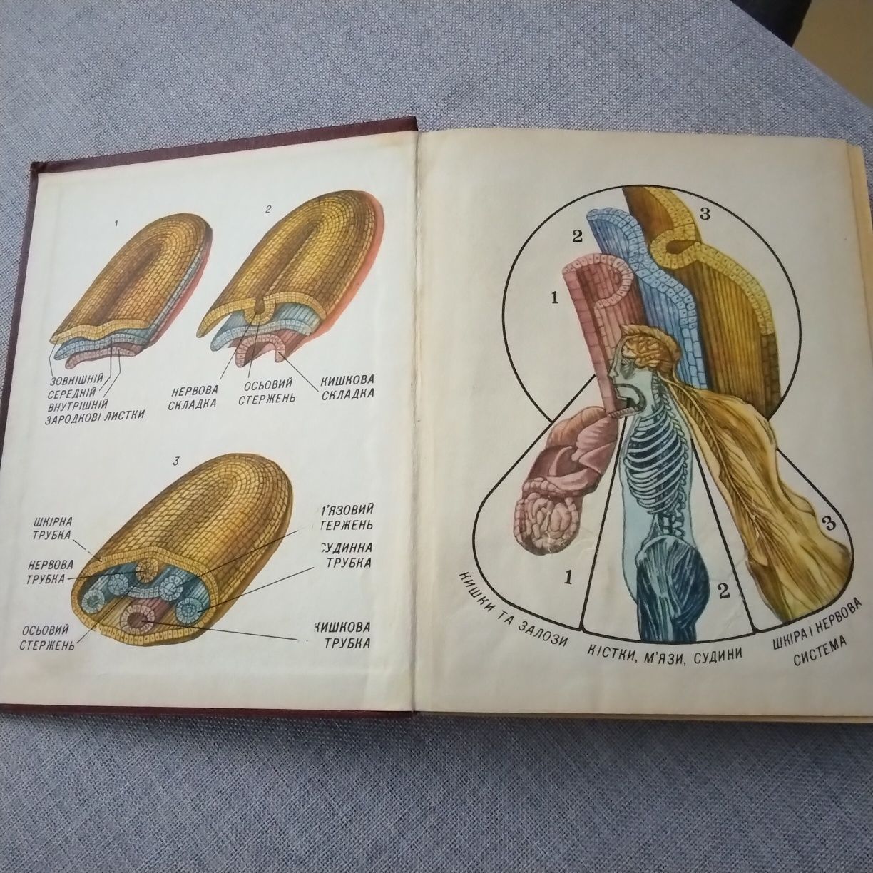 Анатомія людини з основами гісторогії і ембріології